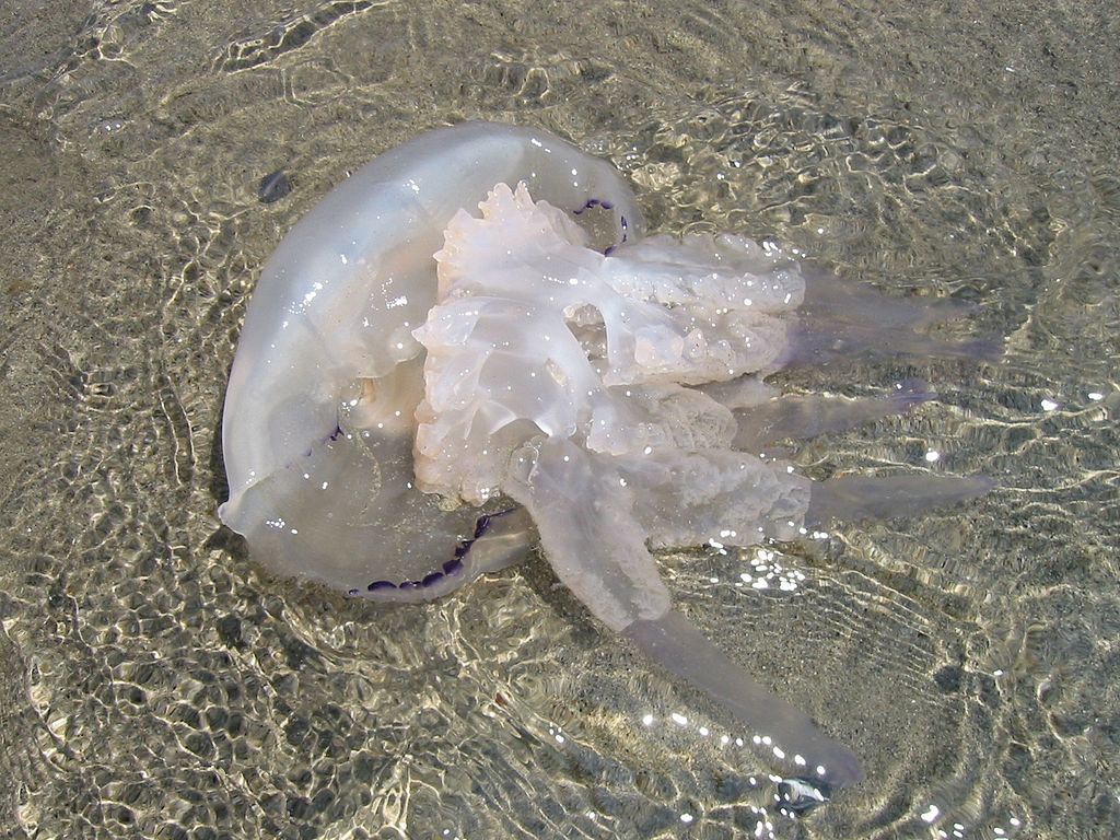 beached jellyfish