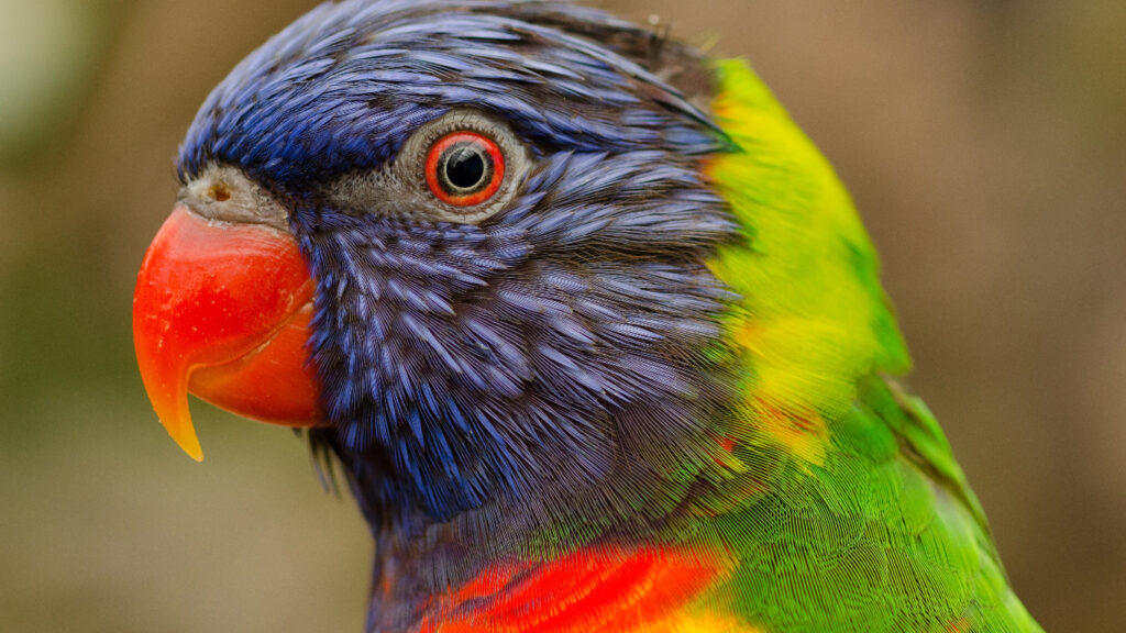a colorful closeup of a larakeet